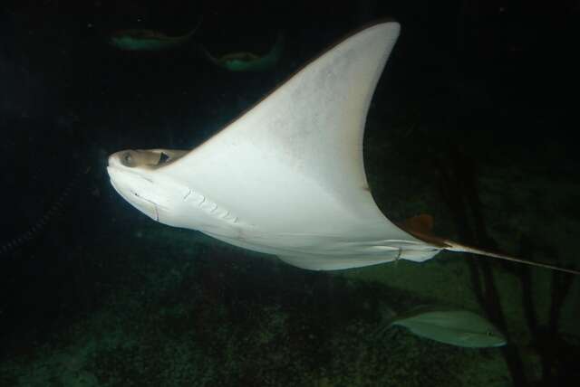 鲼 eagle ray