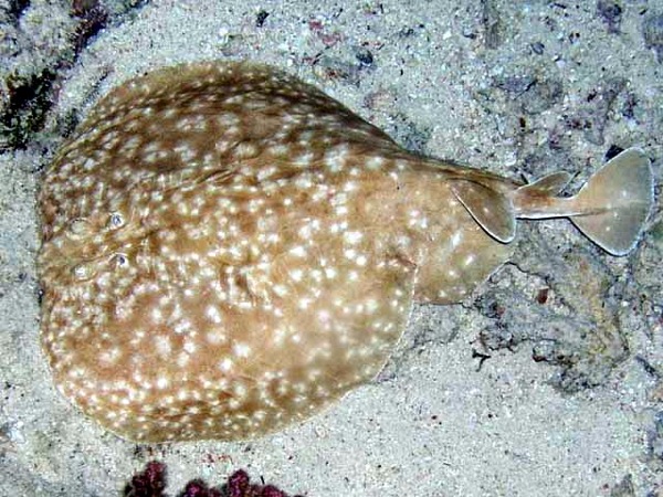 电鳐 electric ray