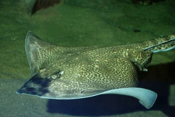 琵琶鳐 吉他鱼 guitarfish