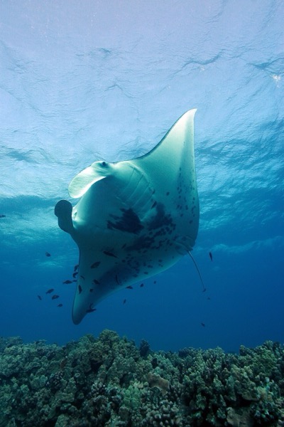 蝠鲼 manta