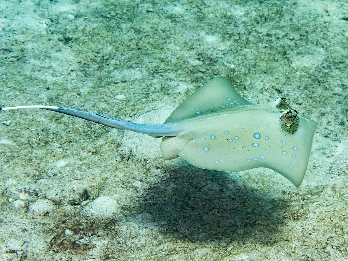 魟 stingray